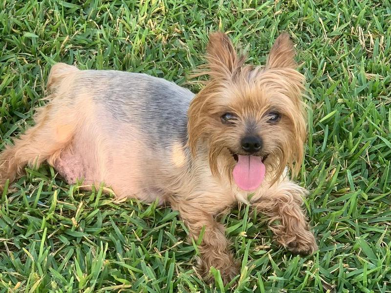 37 HQ Photos Australian Terrier Puppies Texas ...