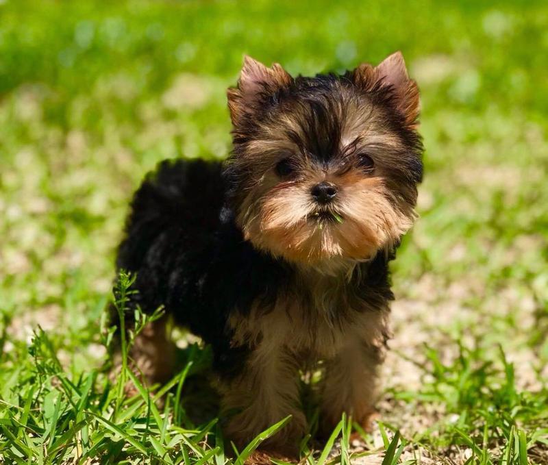 yorkie puppies cost