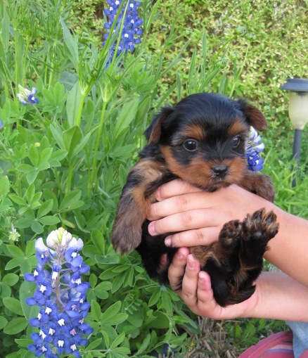 texas - bluebonnets - yorkies - gold - baby doll - puppy