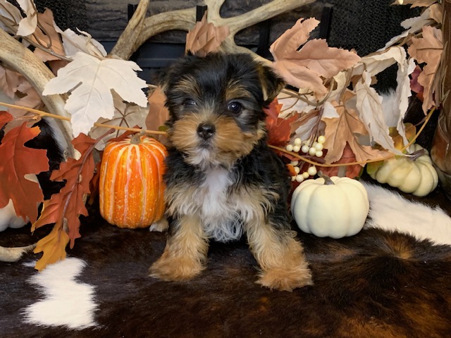 "Charming female AKC Yorkie, 12 weeks old, non-AKC registered, white on chest, looking for a loving family."