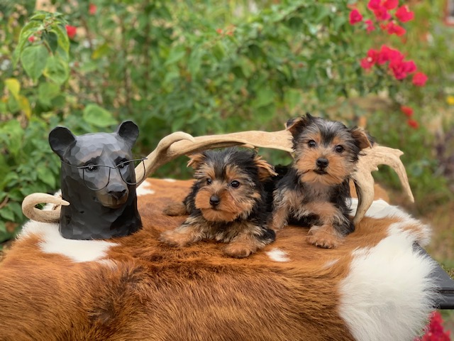 "Cute 12-week-old female Yorkie, healthy, happy, and full of energy, ready to join your home."