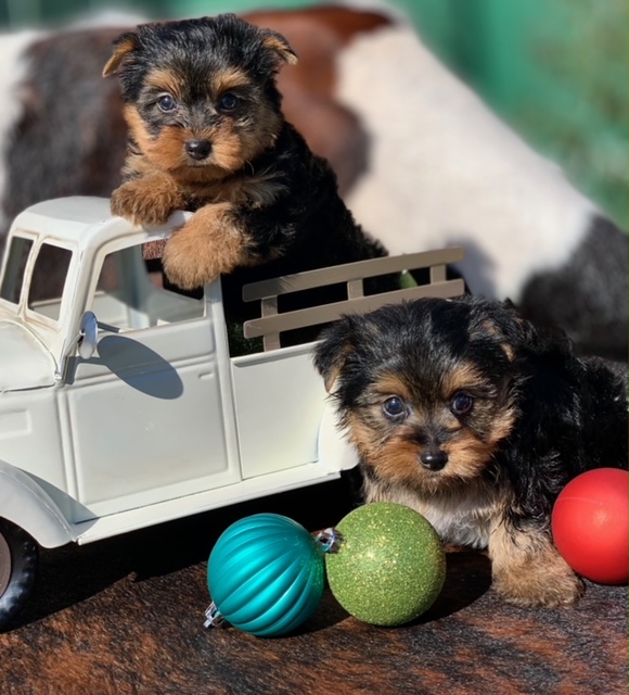 "Tiny Teacup Yorkies for Sale."