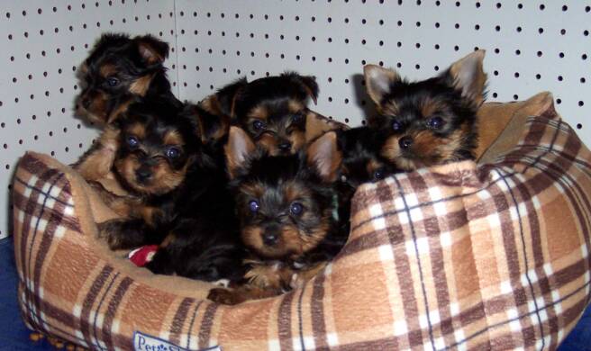 yorkshire terrier breeder - bed - litter - yorkies