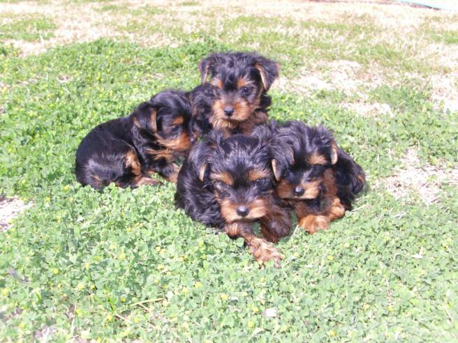 Blake Moeller - Lucchese Punchy Lady Litter - Four - Teacup Yorkies