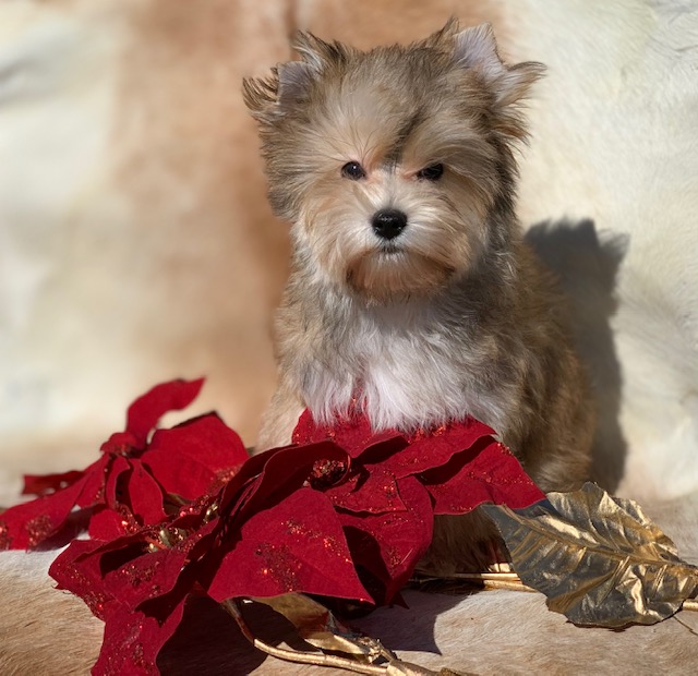 "Yorkie companion for stud or pet only."