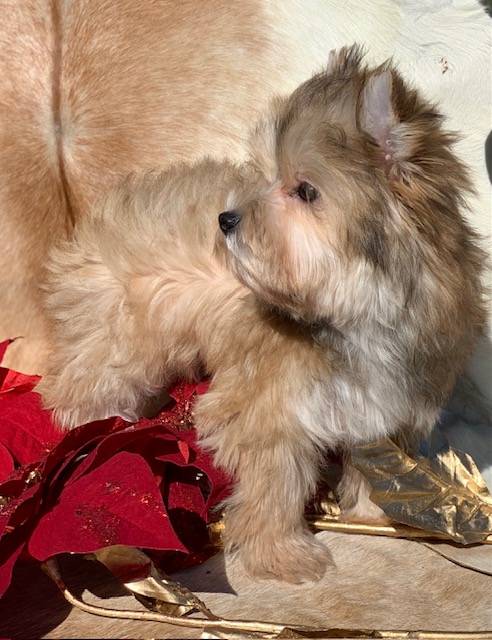 "Urajiro colored yorkshire terrier with gold and tan coloring and black eyes in Texas."