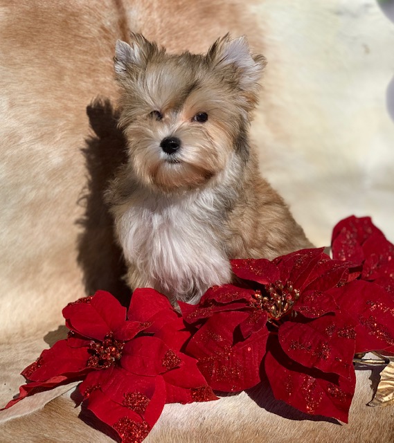 "Urajiro colored yorkshire terrier with gold and tan coloring and black eyes in Texas."