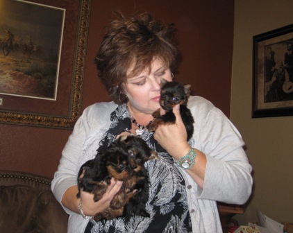 Toy yorkie hotsell puppies for sale