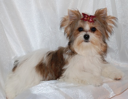 best parti yorki in texas, texas yorkie breeder