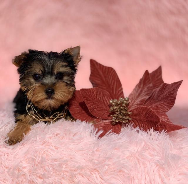 "Adorable Yorkshire Terrier puppies for sale in Texas — healthy, playful, and family-raised"
