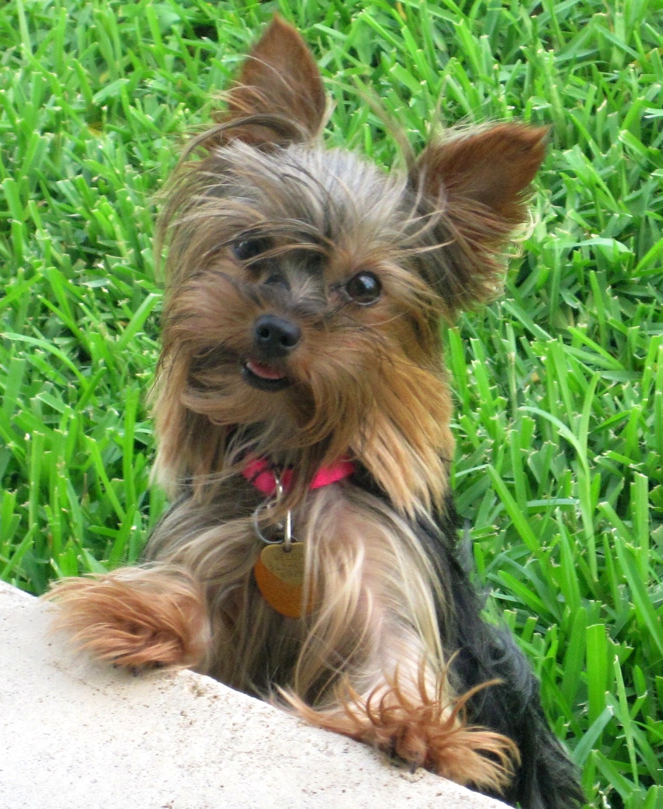 teacup yorkie adult