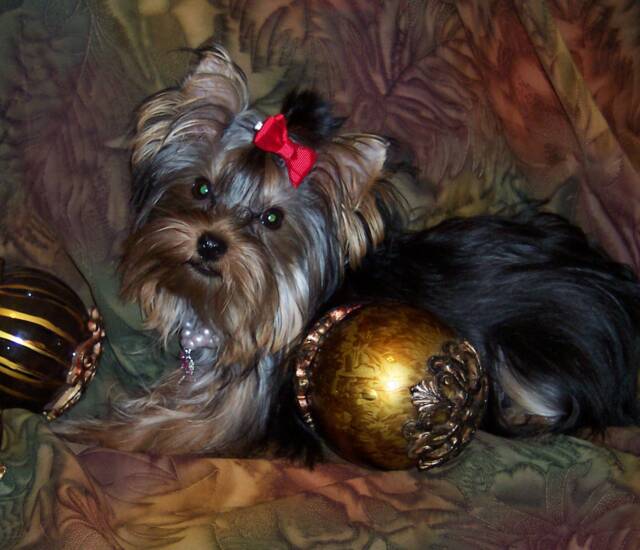 yorkshire terrier - AKC - baby  - baby doll