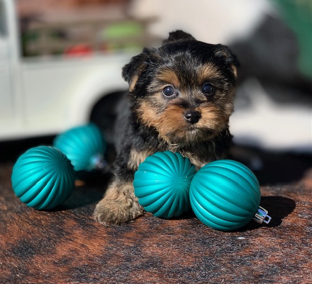 " Teacup yorkie for sale in Texas and close to Dallas or Ft Worth."