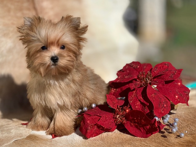 "Reasonable priced yorkies for sale"