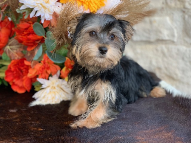 “Adorable twelve-week-old black and tan male Yorkie with big brown eyes, known for his sweet personality. He has one half parti genes and was raised by Pocketbook Pups, a reputable Texas Yorkie breeder.”