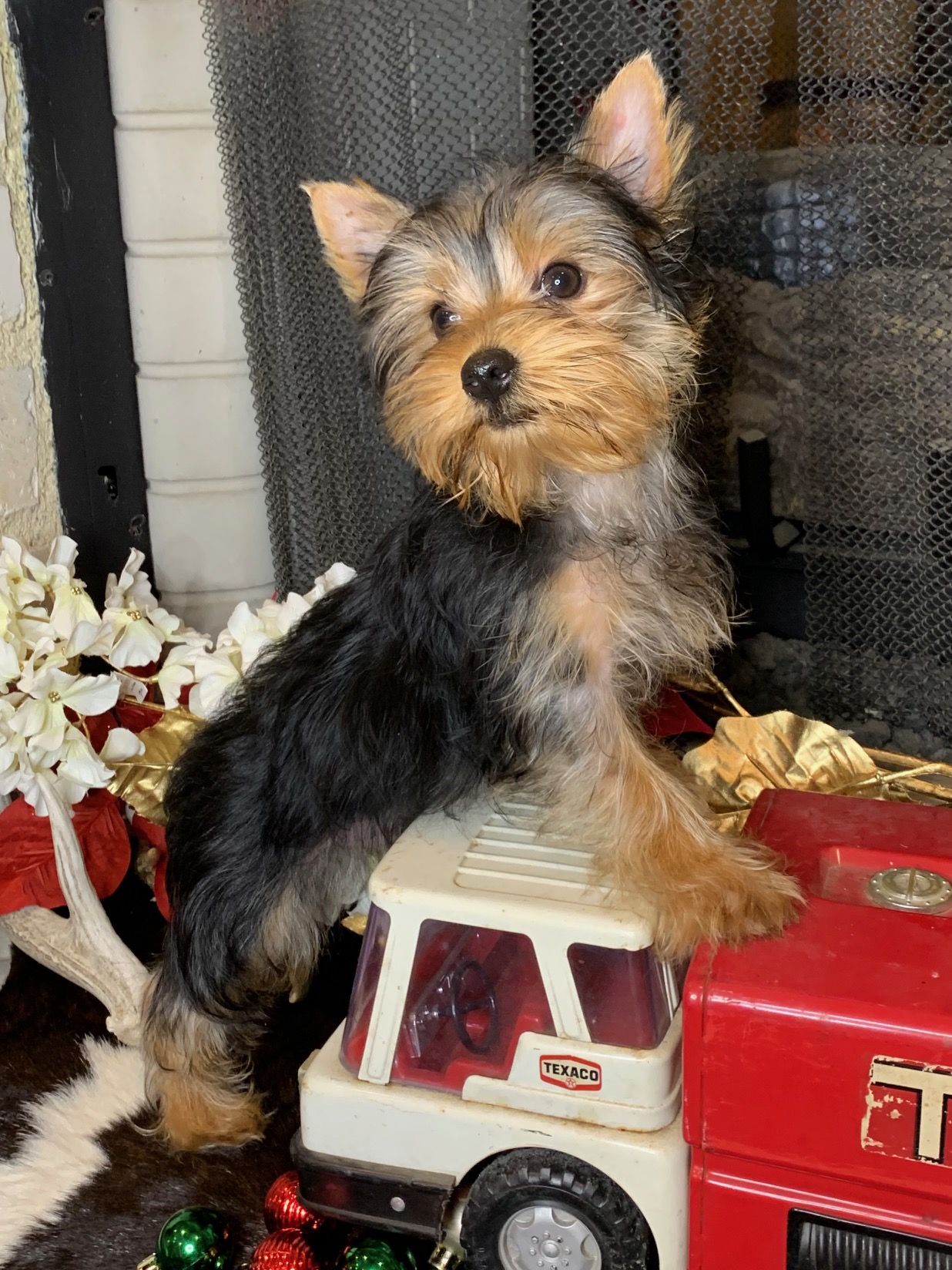 "Yorkshire Terrier Puppy for sale near me in College Station."