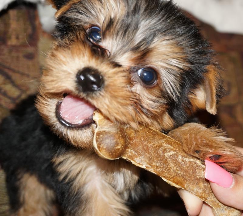 yorkie puppies, adorable baby doll faces,parti yorkies, texas yorkie breeders,
