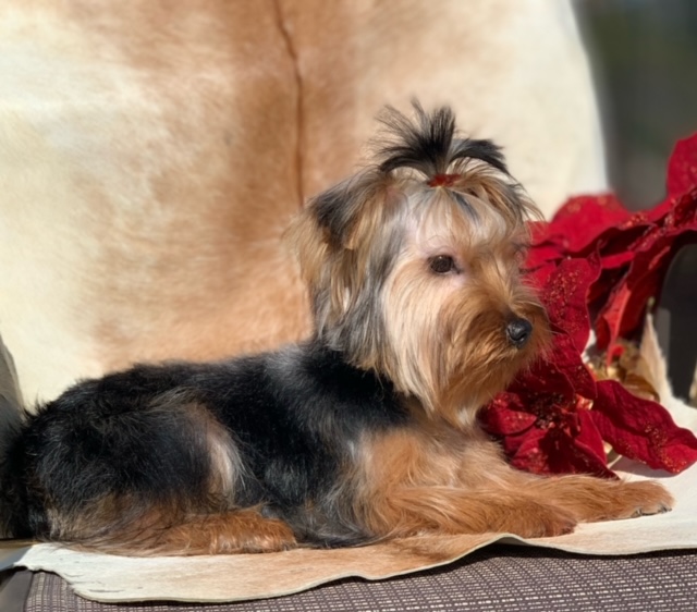 " AKC Standard sixe yorkie for sale with a great price."