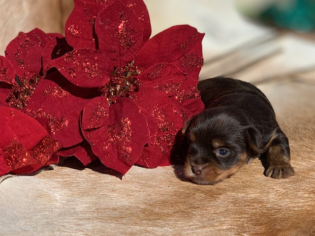 "Chocolate yorkie male for sale with excellent color."