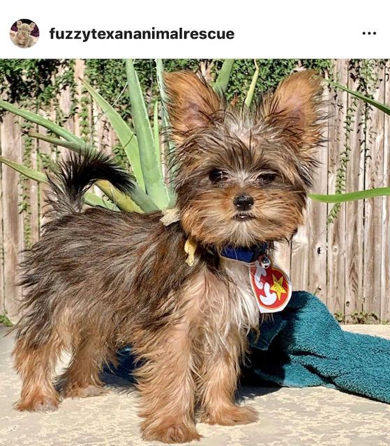 Tiny Yorkie Hank's looking for an owner with a big heart – Orange County  Register