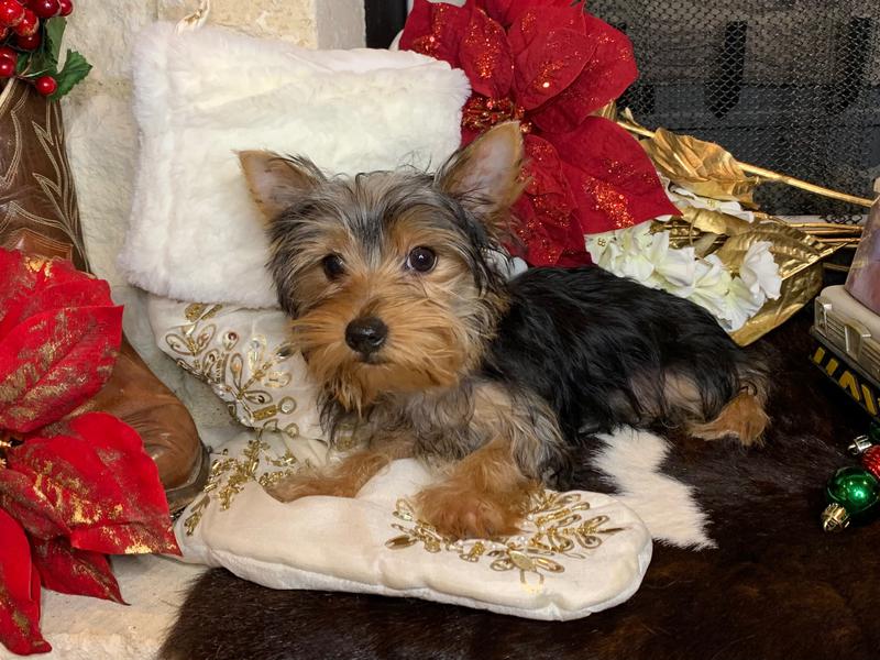 "Yorkshire Terrier Puppy for sale near me in College Station."