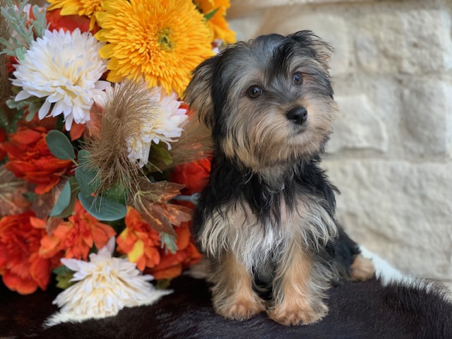 “Adorable twelve-week-old black and tan male Yorkie with big brown eyes, known for his sweet personality. He has one half parti genes and was raised by Pocketbook Pups, a reputable Texas Yorkie breeder.”