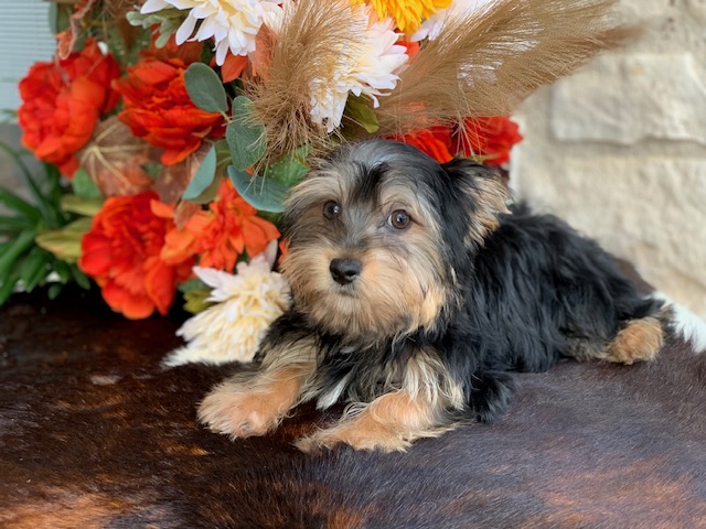 “Adorable twelve-week-old black and tan male Yorkie with big brown eyes, known for his sweet personality. He has one half parti genes and was raised by Pocketbook Pups, a reputable Texas Yorkie breeder.”