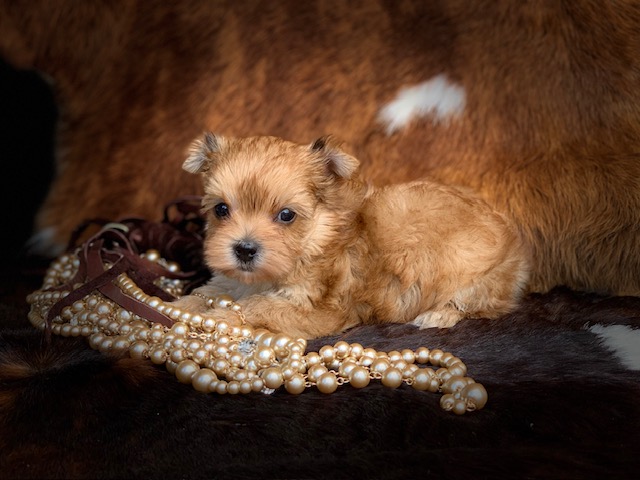 "Gold sable Yorkie puppy with stunning coat and sweet temperament, available near [Your Location]."