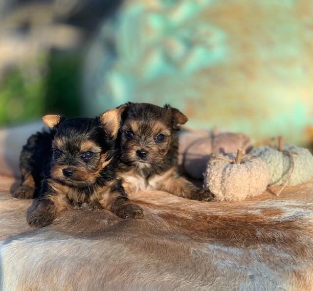 teacup tiny and standard yorkies for sale texas