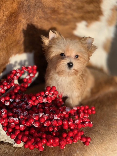 " Christmas puppies for sale in Texas available all month."