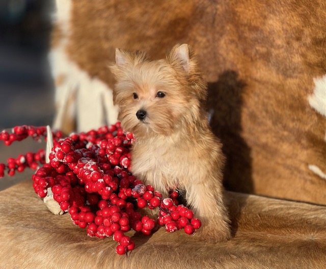 "A golden Yorkshire Terrier puppy with a shiny, silky coat, wearing an AKC tag and a microchip."