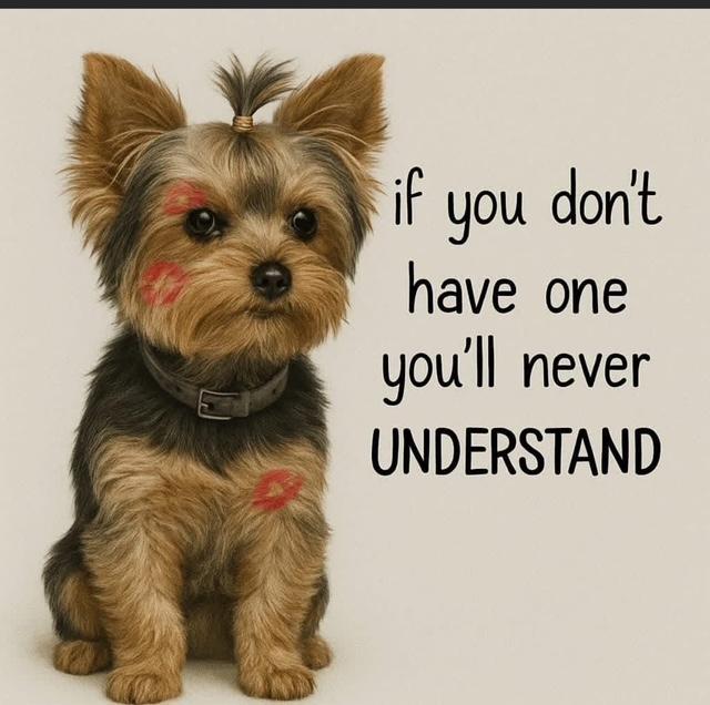 Yorkies in Texas are for Sale now. Look at yorkies on black friday.