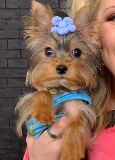 "Adorable black and gold Yorkshire Terrier male puppy, in an antique wagon, for sale in Texas, small, playful, and ready for a loving home."