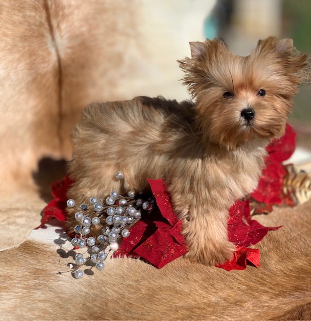 "Gorgeous Golden Yokie for sale in Georgetown Texas by red poinsettia."