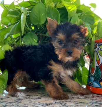 <img src="texas yorkie breeder, yorkshire terrier, yorkie puppies in austin, the woodlands Yorkshire terriers, Dallas teacup breeders, Ft. Worth puppy breeders, healthy yorkies, yorkies for sale in The Woodlands, College Station, Blue and gold yorkies, parti yorkies, chocolate yorkshire terriers, blonde teacups" />