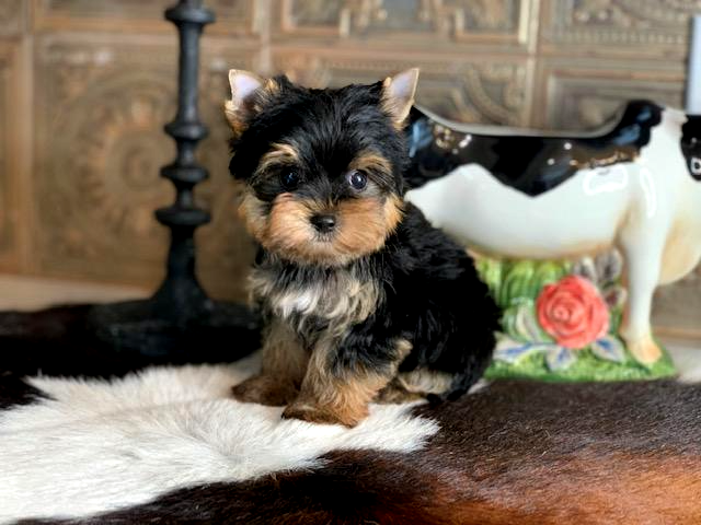 top  yorkie breeders in central texas_teacup and standard size show yorkies