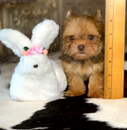 goergeous chocolate and gold yorkie  female will be a micro teacup