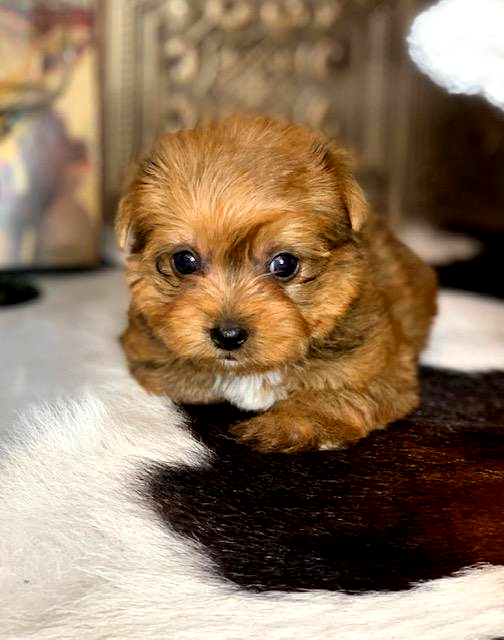 adorable_yorkie_puppies_akc_texas_yorkie_breeders