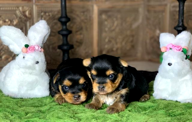 potential puppy patents_ black and gold yorkie puppies_akc yorkshire terriers_ best families for yorkie puppies