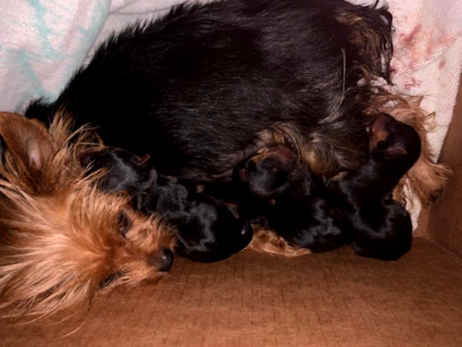 take me back to tulsa_ akc dams _ best breeders in texas for yorkie pups