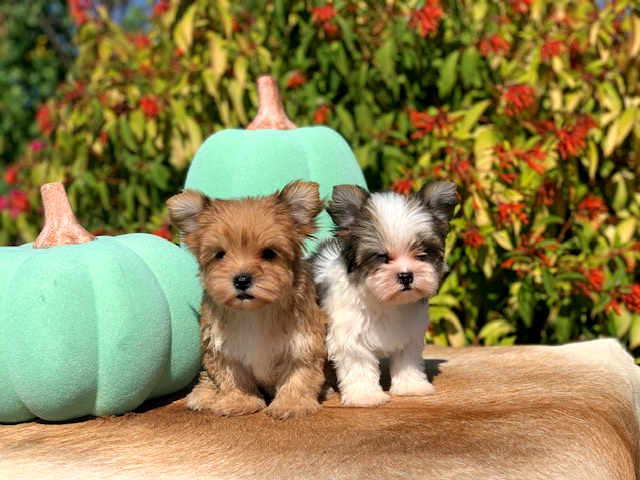 "Healthy and adorable gold sable Yorkie puppy, ready for a loving home near [Your Location]."