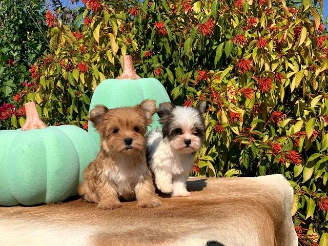 "Healthy and adorable parti and gold yorkshire terrier puppy, ready for a loving home near [Your Location]."