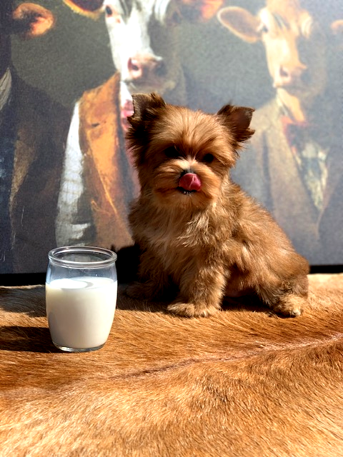 "Gold yorkie puppies for sale in Dallas"