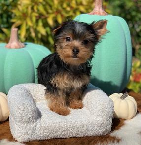 "Playful and adorable 12-week-old female Yorkshire Terrier puppy, non-AKC registered, perfect family pet."