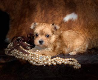 "Gold sable Yorkie puppy with stunning coat and sweet temperament, available near [Your Location]."