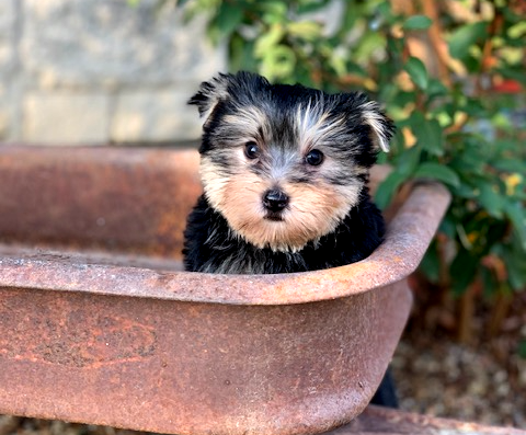 "Adorable black and gold Yorkshire Terrier male puppy for sale in Texas, small, playful, and ready for a loving home."