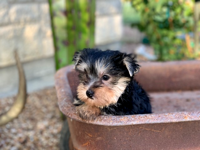 "Adorable black and gold Yorkshire Terrier male puppy, in an antique wagon, for sale in Texas, small, playful, and ready for a loving home."