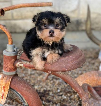 " Handsome yorkie puppy  for sale in Texas, small, playful, and ready for a loving home."