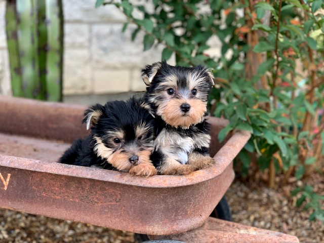 "Adorable yorkie pair of male puppies. Yorkshire Terrier,  in an antique wagon, for sale in Texas, small, playful, and ready for a loving home."