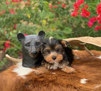 " Teacup Yorkie for Sale in, Hunters Creek Village, Piney Point Village, Bunker Hill Village, University Park , West University Place, Highland Park, Southlake, West Lake Hills, Spring Valley Village, Bellaire"